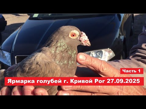 Видео: Ярмарка голубей и декоративных птиц г. Кривой Рог 27.09.2025. Часть 1