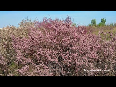 Видео: САКСАУЛ.Символ выживания и древний хранитель степей.