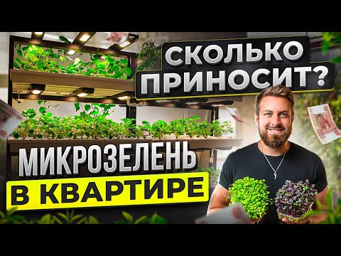 Видео: Бизнес на микрозелени. Выращивание микрозелени бизнес. Как открыть ферму микрозелени?