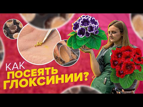 Видео: ГЛОКСИНИЯ. ВСЕ СЕКРЕТЫ ПОСЕВА в ОДНОМ РОЛИКЕ