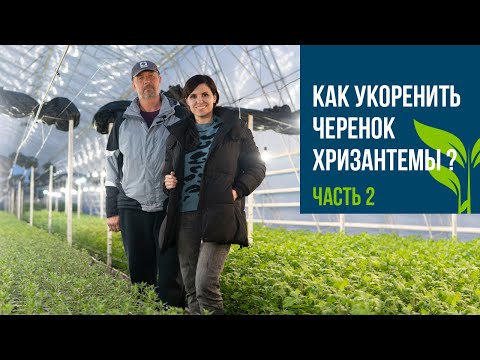 Видео: Как укоренять черенок хризантемы? Выпуск 2