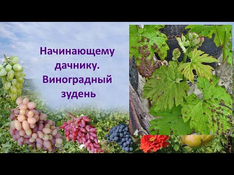Видео: @Начинающему дачнику  Виноградный зудень