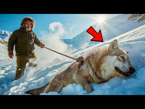 Видео: ОН НЕ ПРОШЁЛ МИМО УМИРАЮЩЕГО ВОЛКА… НО ПОТОМ УЗНАЛ, ЧТО ЗА СПАСЕНИЕ В ЛЕСУ ПЛАТЯТ ПО-ОСОБЕННОМУ!