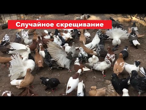 Видео: Как отличить, что вывелся беспородный переводняк у голубей?