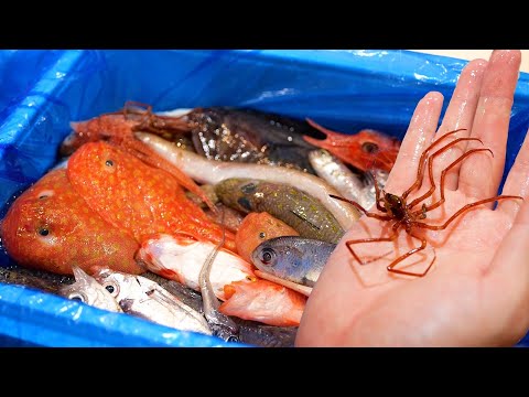 Видео: Шокирующее содержимое «Ящика с глубоководной рыбой», который я купил за 5000 иен!