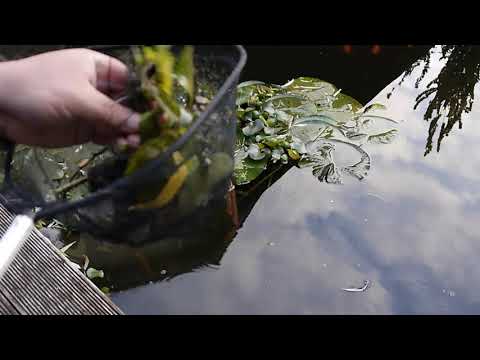 Видео: Сохраняем водный гиацинт. Часть 1. Аквариум.