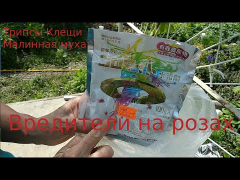 Видео: Розы. Борьба с вредителями. Трипсы, клещи и малинная муха - любительница роз.