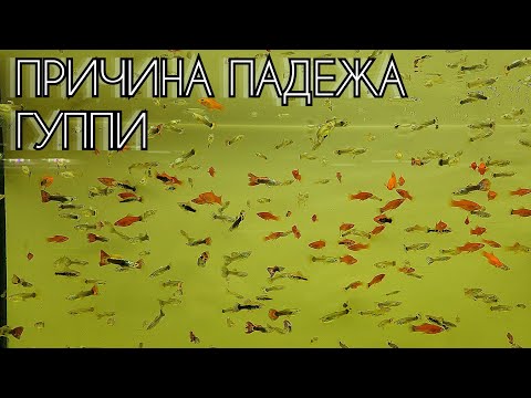 Видео: Почему пропадали Гуппи? Как обогреть аквариум без обогревателя?