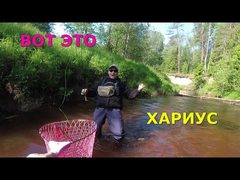 Видео: #424 #мормышинг | Живописная речка | Форель, хариус |