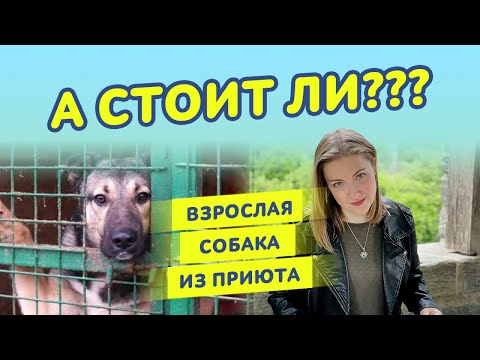 Видео: Взрослая собака из приюта. Адаптация взрослой собаки: стоит ли заниматься?