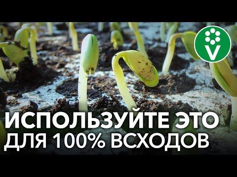 Видео: СЕМЕНА ВЗОЙДУТ БЫСТРО И ДРУЖНО, ЕСЛИ ЗАМОЧИТЬ ИХ В ЭТОМ! Гиббереллины: особенности применения