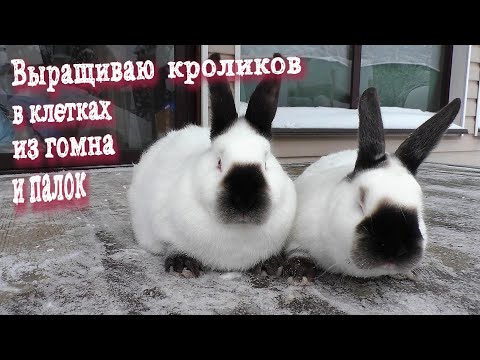 Видео: ЛУЧШЕЕ ВРЕМЯ РАЗВОДИТЬ КРОЛИКОВ ОКРОЛЫ В НОВОМ МАТОЧНИКЕ Кролики содержание и разведение