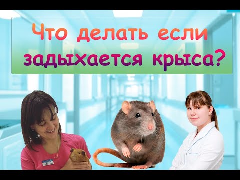 Видео: если крыса задыхается - совет ветеринара - первая помощь