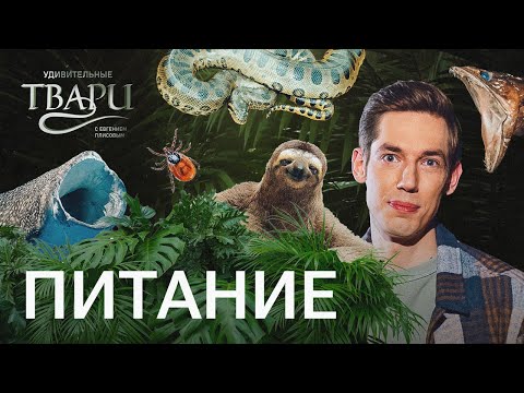 Видео: Стать вегетарианцем от укуса, 8 тонн еды за раз и шерсть из водорослей — все о питании млекопитающих