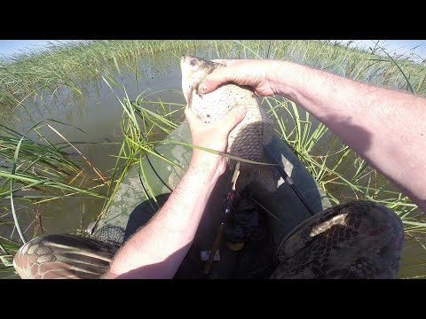 Видео: ЛОВЛЯ КРУПНОГО КАРАСЯ НА ОЗЕРЕ В КАМЫШАХ