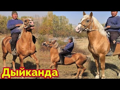 Видео: Мошный Калын Карабайыр Ат 🔥