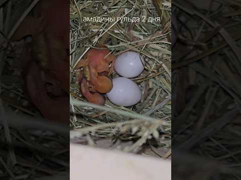 Видео: амадины гульда птенцы #amadina #амадины #gouldianfinch #ladygouldian #размножение #shorts