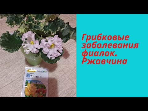 Видео: Фиалки. Ржавчина на листьях , что это?