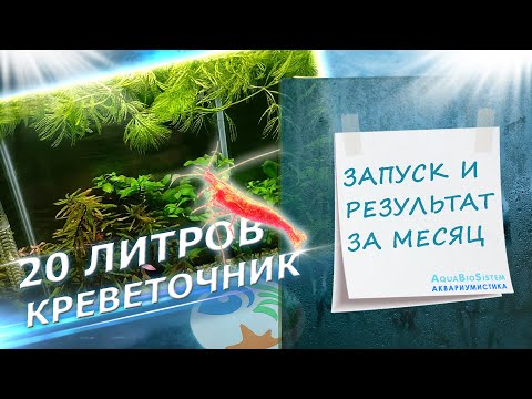 Видео: Креветочник 20 литров. Запуск и результат за месяц.