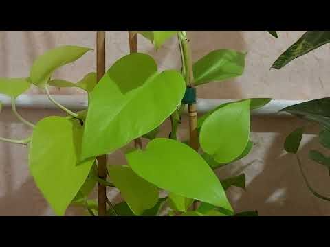 Видео: Сциндапсус (эпипремнум): уход и размножение