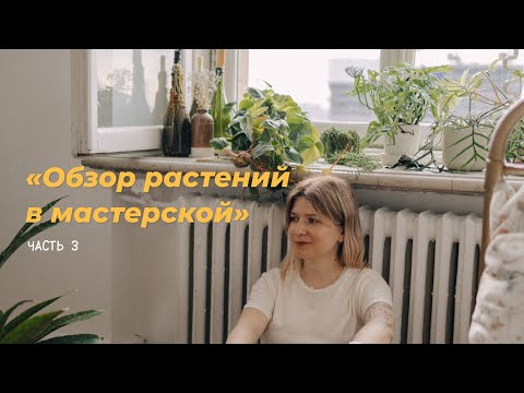 Видео: Обзор растений в мастерской. Часть 3