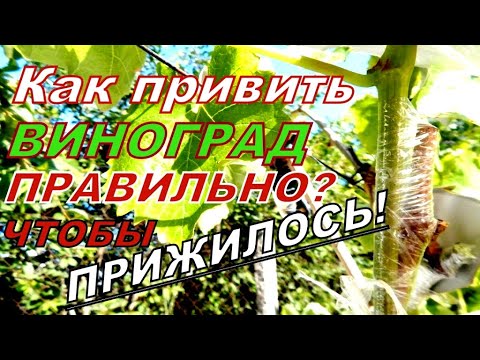 Видео: КАК ПРИВИТЬ ВИНОГРАД ПРАВИЛЬНО!?ПРОСТО СДЕЛАЙ ТАК!Результаты прививок!The best ways to graft grapes!