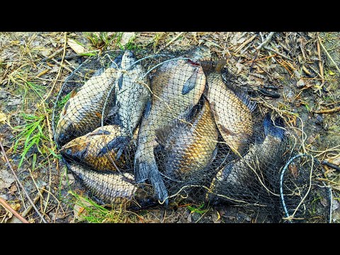 Видео: Боковой кивок в камыше.долгожданная рыбалка.