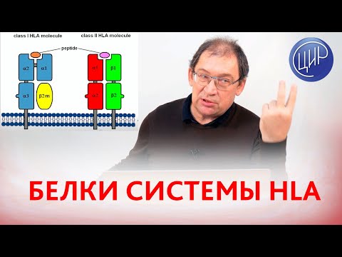 Видео: Белки системы HLA. Структуры молекул HLA 1 и HLA 2. Рассказывает Гузов И.И.