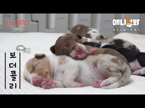 Видео: Я 13-дневный малыш бордер-колли.