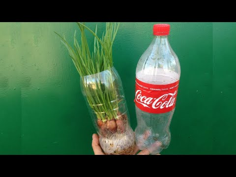 Видео: Як легко вирощувати цибулю на зелене перо круглий рік