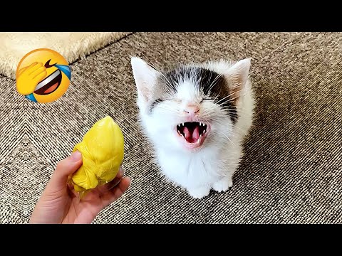 Видео: Попробуй не засмеяться 😂 Забавные кошки и собаки 2025 😹🐶