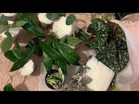 Видео: Ламповая распаковка зеленых новинок 🌿