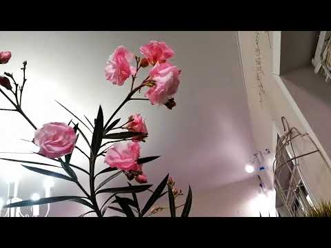 Видео: Как цветет олеандр дома