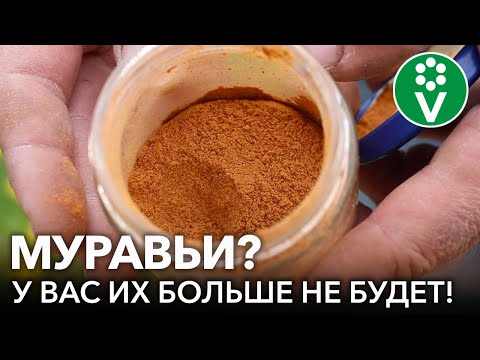 Видео: ОТ МУРАВЬЕВ ПОМОГЛО С 1 РАЗА! 2 проверенных способа борьбы с муравьями БЕЗ ХИМИИ