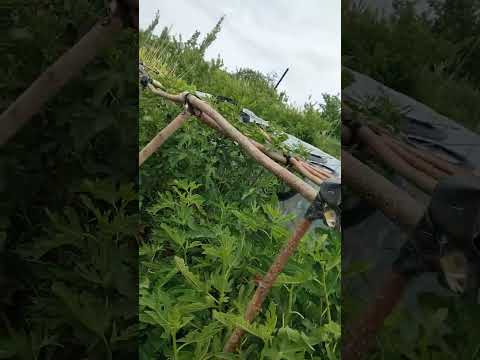 Видео: вирощування інжиру з чиринка під плівкою в ОГ