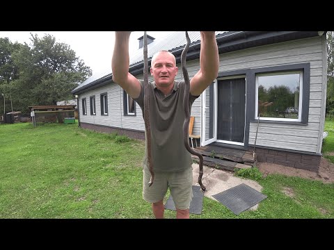 Видео: БЕЛАРУССКУЮ ЛЕСНУЮ ДЕРЕВНЮ, ЗАПОЛОНИЛИ ГАДЮКИ! №352