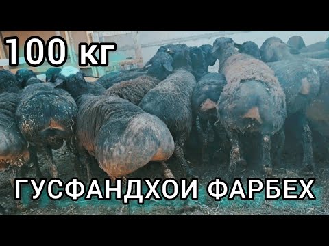 Видео: Гусфандпарвари ва Гусфандхои фуруши