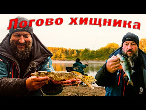 Видео: С ФИДЕРОМ ЗА ХИЩНИКОМ! ЛОВИМ КАК В ДЕТСТВЕ! Окунь и щука не дают скучать.