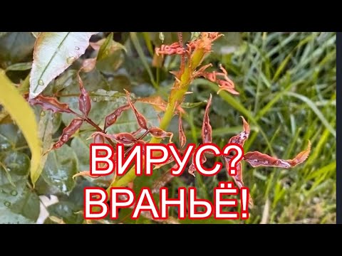 Видео: ВИРУС У РОЗЫ. ЭТО НЕ ВИРУС!