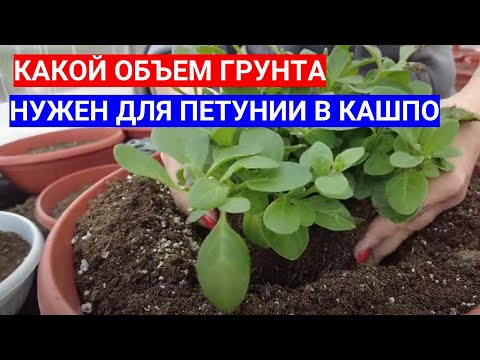 Видео: ВОЛШЕБНАЯ ДОБАВКА ДЛЯ ПЕТУНИЙ В КАШПО - КАКОЙ ГРУНТ НУЖЕН ДЛЯ ПЕТУНИЙ В КАШПО И ГОРШКАХ