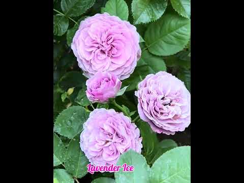 Видео: 2 января 2024 г.