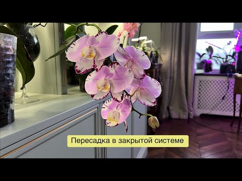 Видео: Когда орхидея растёт боком, а вам хочется идеальный вертикальный куст! 😄🤦🏼‍♀️🤷🏼‍♀️🌸