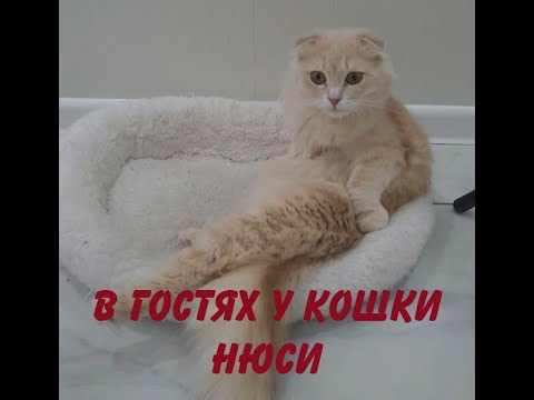 Видео: В гостях у кошки Нюси