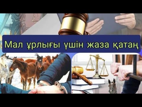 Видео: Билер мал ұрлап жүр дейді?