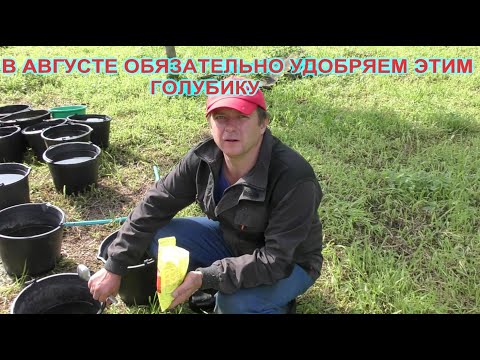 Видео: В АВГУСТЕ ОБЯЗАТЕЛЬНО УДОБРЯЕМ ЭТИМ ГОЛУБИКУ. ОСЕНЬ ч.1