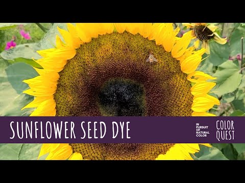 Видео: КАК СДЕЛАТЬ НАТУРАЛЬНЫЙ КРАСИТЕЛЬ ИЗ СЕМЕЧЕК ПОДСОЛНЕЧНИКА | ХОПИ | ОРГАНИЧЕСКИЙ КРАСИТЕЛЬ | ФИОЛ...