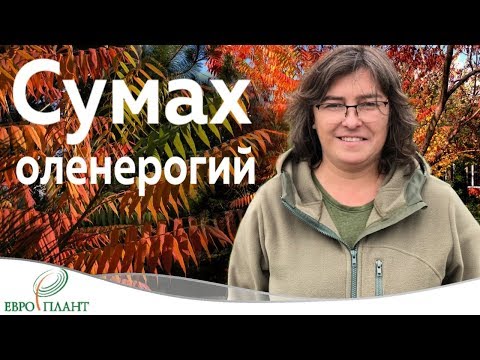 Видео: Сумах оленерогий или уксусное дерево