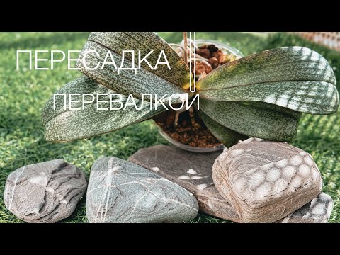 Видео: Парфюмерная фабрика, говорят капризная на пересадку😀ну вот и проверим!