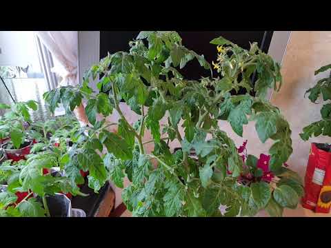 Видео: Два томата в одну лунку  Рассада  томата Почему не выращиваю по два в одной емкости  Делюсь опытом