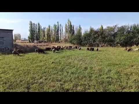 Видео: Койлор козулар сатылат тел 0709568133